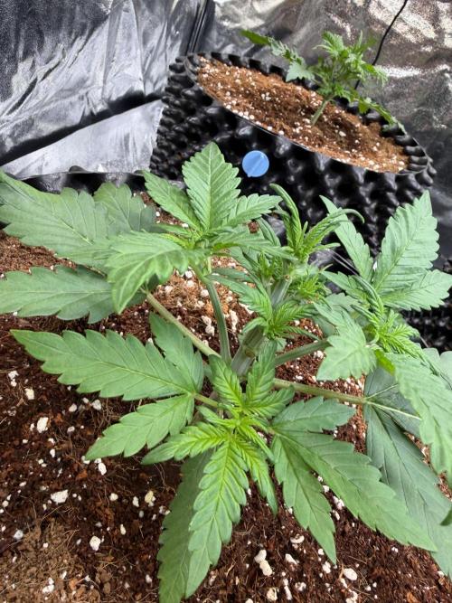 FB Purple Haze/Gorilla Skittlez Coco. Week 2