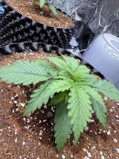 FB Purple Haze/Gorilla Skittlez Coco. Week 2