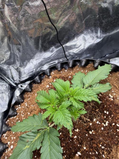 FB Purple Haze/Gorilla Skittlez Coco. Week 2