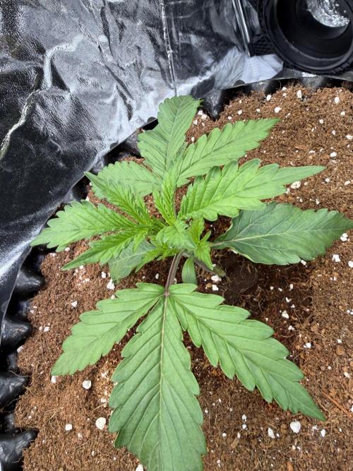 FB Purple Haze/Gorilla Skittlez Coco. Week 2