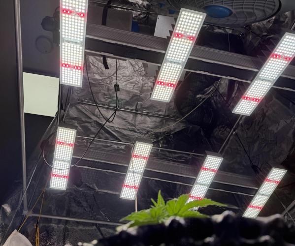 FB Purple Haze/Gorilla Skittlez Coco. Week 3