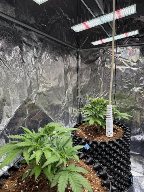 FB Purple Haze/Gorilla Skittlez Coco. Week 3