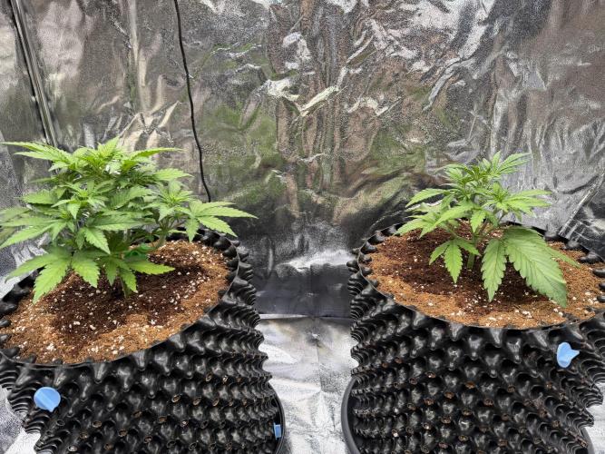 FB Purple Haze/Gorilla Skittlez Coco. Week 3