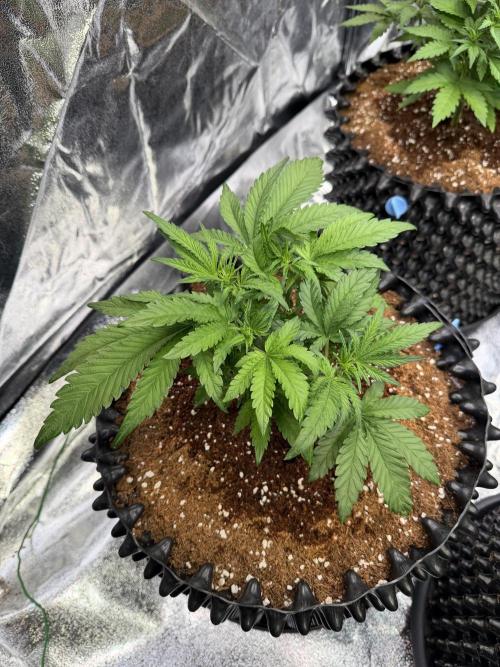 FB Purple Haze/Gorilla Skittlez Coco. Week 3