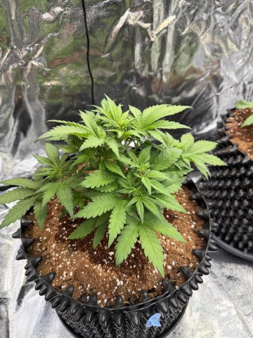 FB Purple Haze/Gorilla Skittlez Coco. Week 3