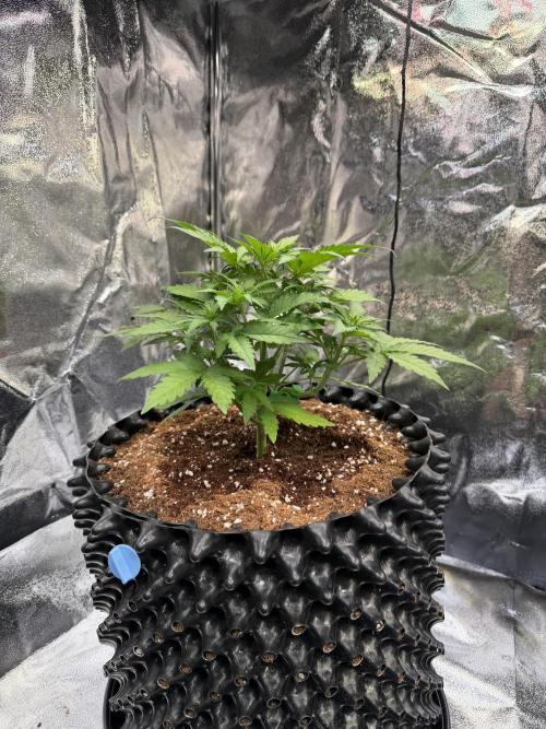 FB Purple Haze/Gorilla Skittlez Coco. Week 3