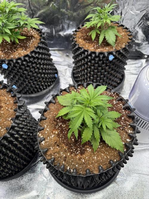 FB Purple Haze/Gorilla Skittlez Coco. Week 3