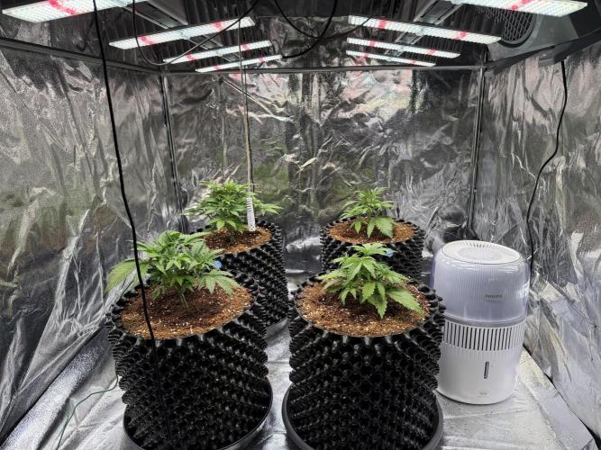 FB Purple Haze/Gorilla Skittlez Coco. Week 3