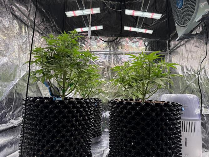 FB Purple Haze/Gorilla Skittlez Coco. Week 4