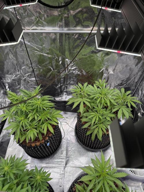 FB Purple Haze/Gorilla Skittlez Coco. Week 4