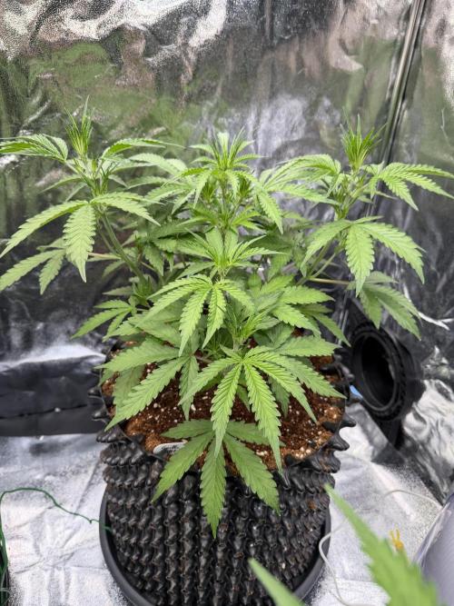 FB Purple Haze/Gorilla Skittlez Coco. Week 4