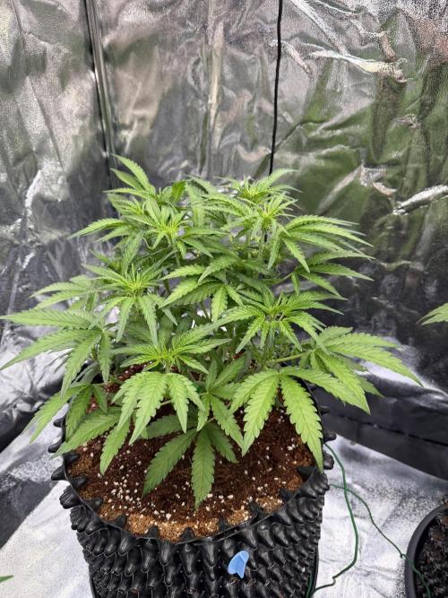 FB Purple Haze/Gorilla Skittlez Coco. Week 4