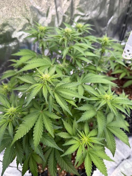 FB Purple Haze/Gorilla Skittlez Coco. Week 4