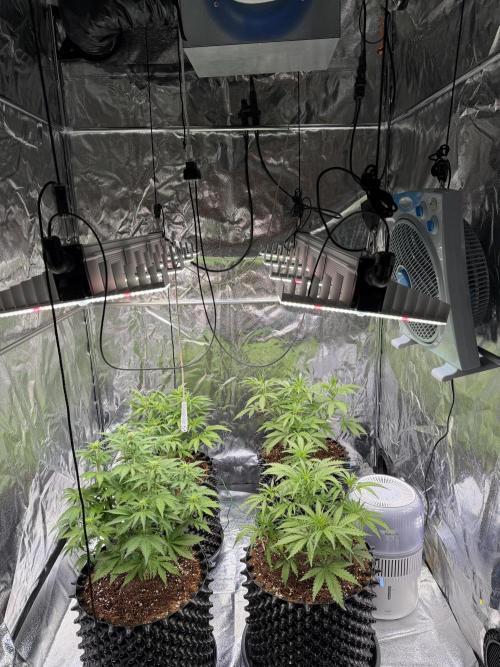 FB Purple Haze/Gorilla Skittlez Coco. Week 4