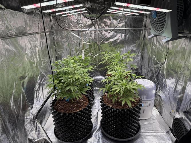 FB Purple Haze/Gorilla Skittlez Coco. Week 4