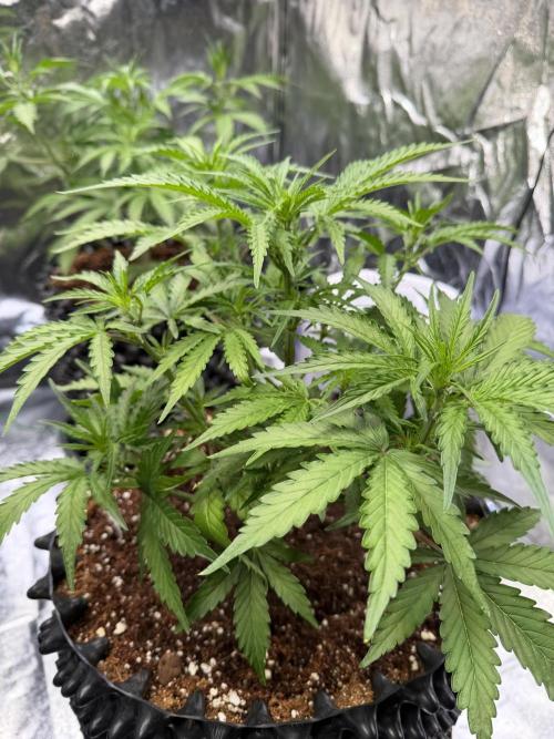 FB Purple Haze/Gorilla Skittlez Coco. Week 4