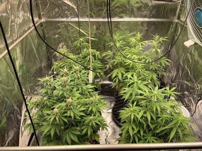 FB Purple Haze/Gorilla Skittlez Coco. Week 5