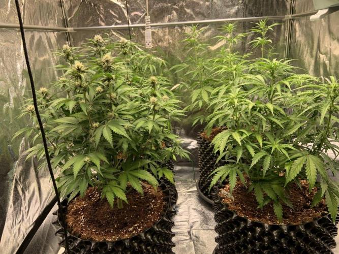 FB Purple Haze/Gorilla Skittlez Coco. Week 5