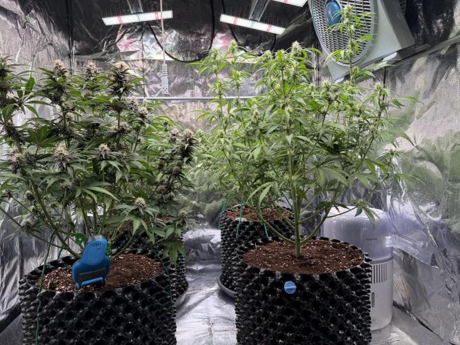 FB Purple Haze/Gorilla Skittlez Coco. Week 6