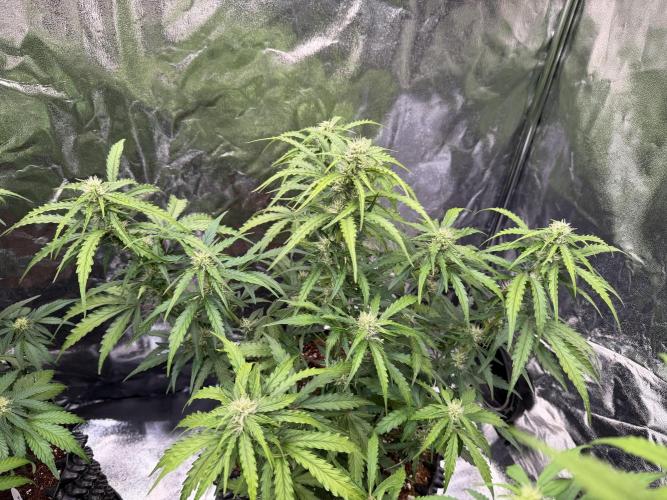 FB Purple Haze/Gorilla Skittlez Coco. Week 6