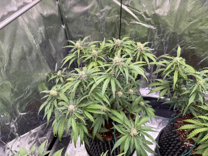 FB Purple Haze/Gorilla Skittlez Coco. Week 6