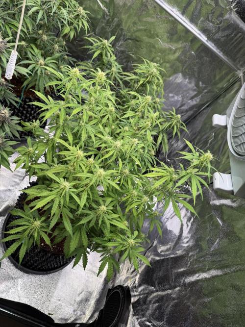 FB Purple Haze/Gorilla Skittlez Coco. Week 6