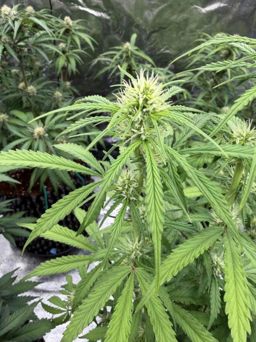 FB Purple Haze/Gorilla Skittlez Coco. Week 6