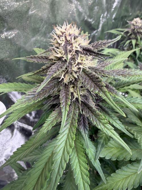 FB Purple Haze/Gorilla Skittlez Coco. Week 6