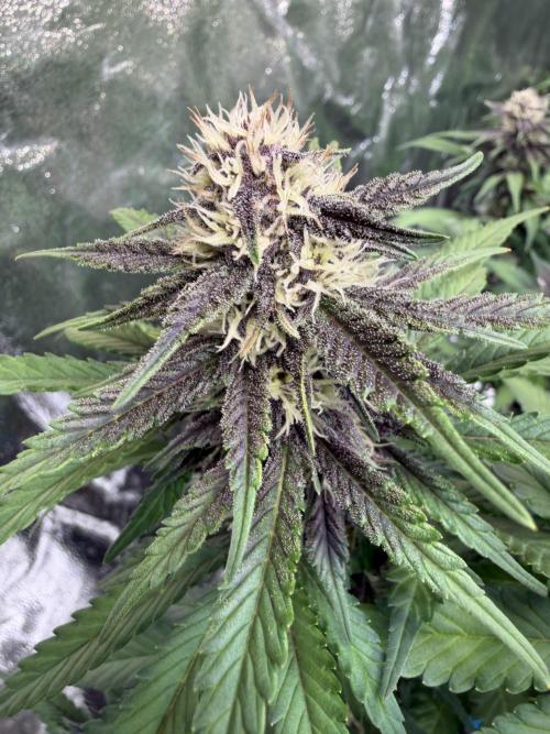 FB Purple Haze/Gorilla Skittlez Coco. Week 6