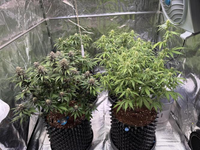 FB Purple Haze/Gorilla Skittlez Coco. Week 6