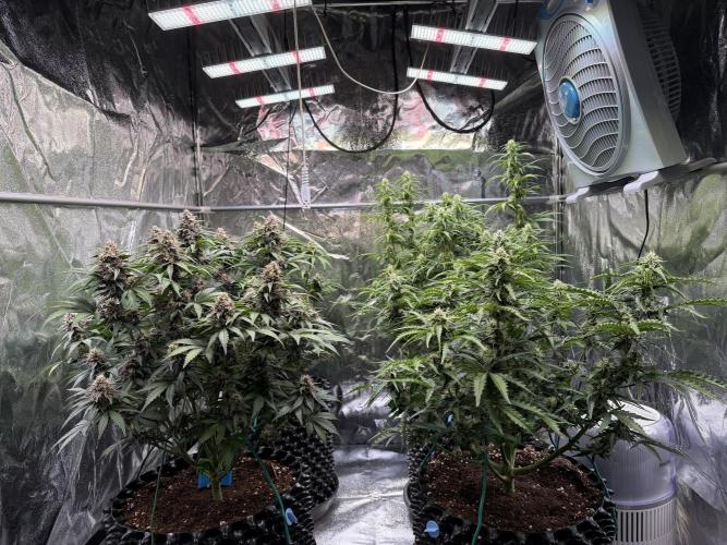 FB Purple Haze/Gorilla Skittlez Coco. Week 7