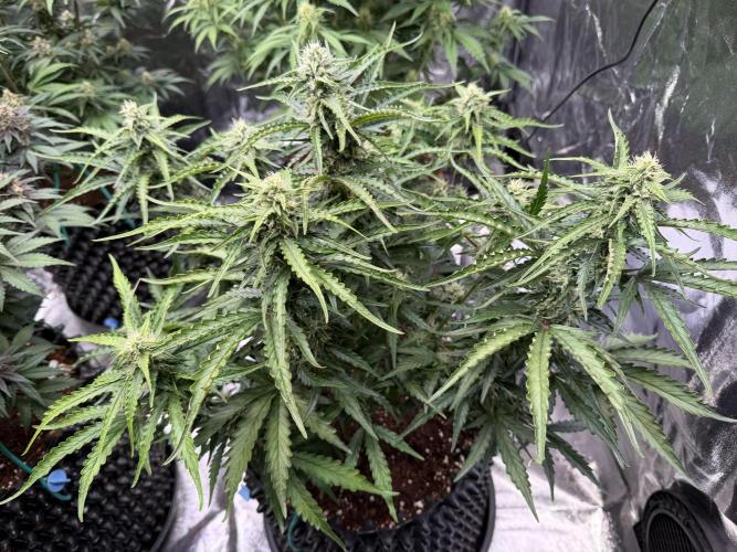 FB Purple Haze/Gorilla Skittlez Coco. Week 7