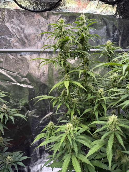 FB Purple Haze/Gorilla Skittlez Coco. Week 7