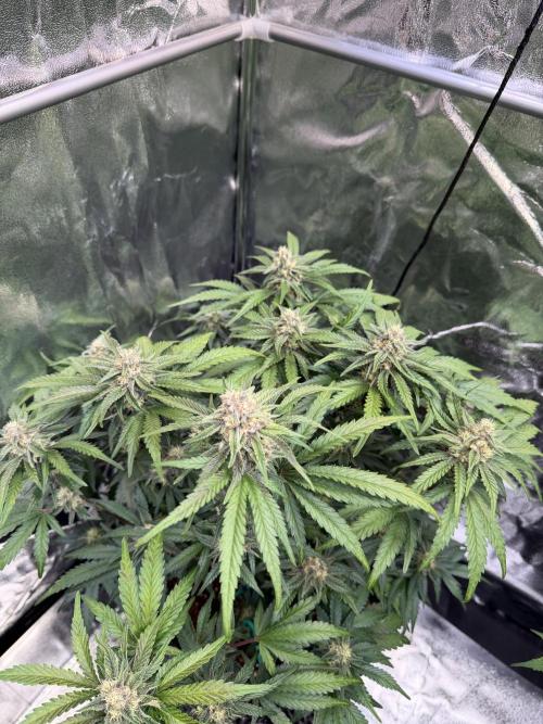 FB Purple Haze/Gorilla Skittlez Coco. Week 7