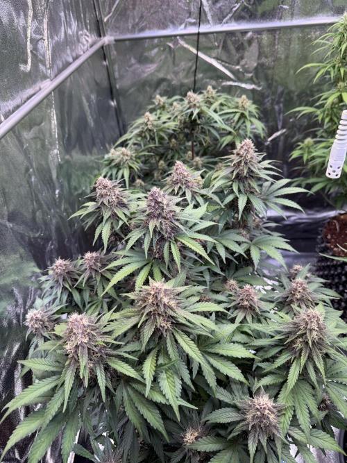 FB Purple Haze/Gorilla Skittlez Coco. Week 7