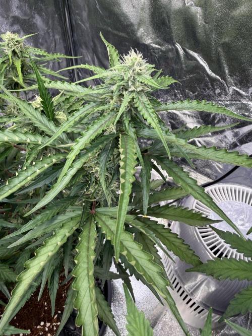 FB Purple Haze/Gorilla Skittlez Coco. Week 7