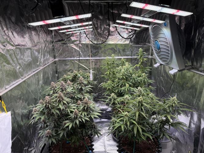 FB Purple Haze/Gorilla Skittlez Coco. Week 7