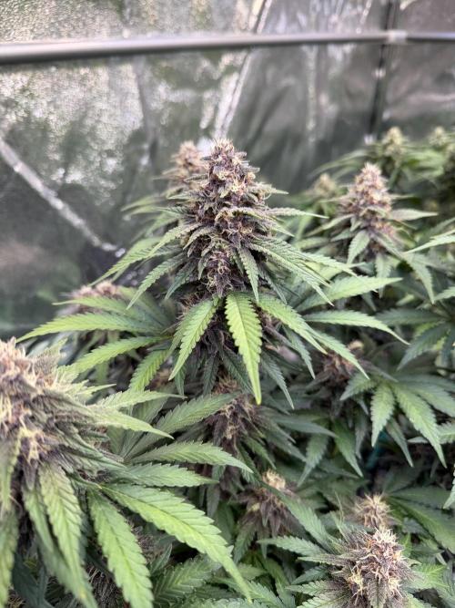 FB Purple Haze/Gorilla Skittlez Coco. Week 7