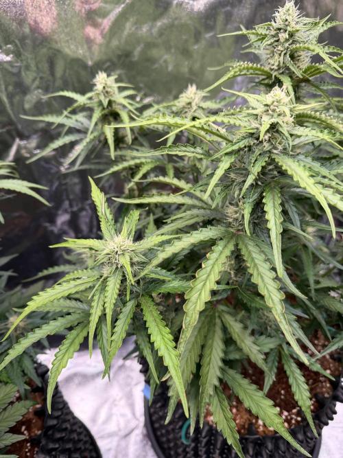 FB Purple Haze/Gorilla Skittlez Coco. Week 7