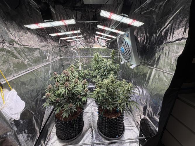 FB Purple Haze/Gorilla Skittlez Coco. Week 8