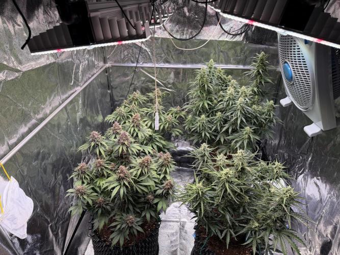 FB Purple Haze/Gorilla Skittlez Coco. Week 8