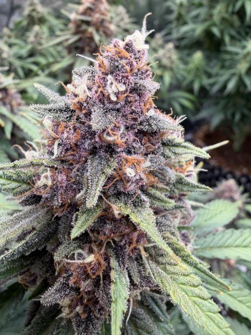 FB Purple Haze/Gorilla Skittlez Coco. Week 8