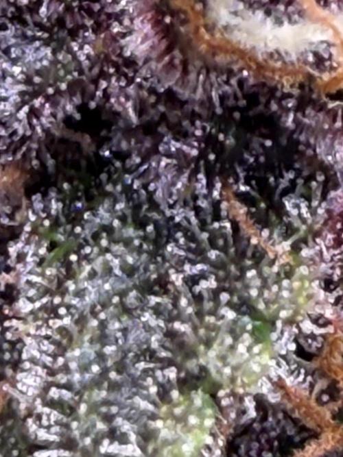 FB Purple Haze/Gorilla Skittlez Coco. Week 8