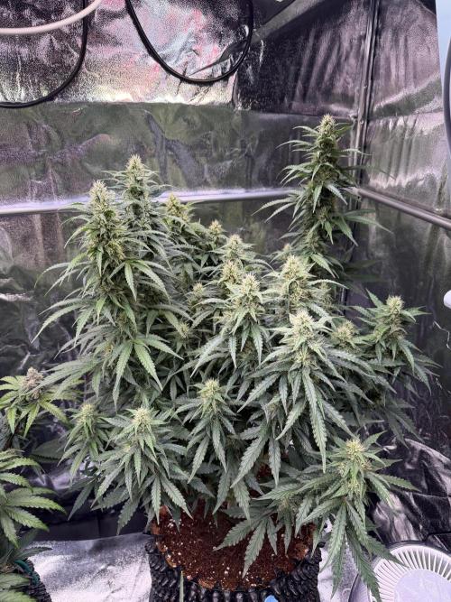 FB Purple Haze/Gorilla Skittlez Coco. Week 8