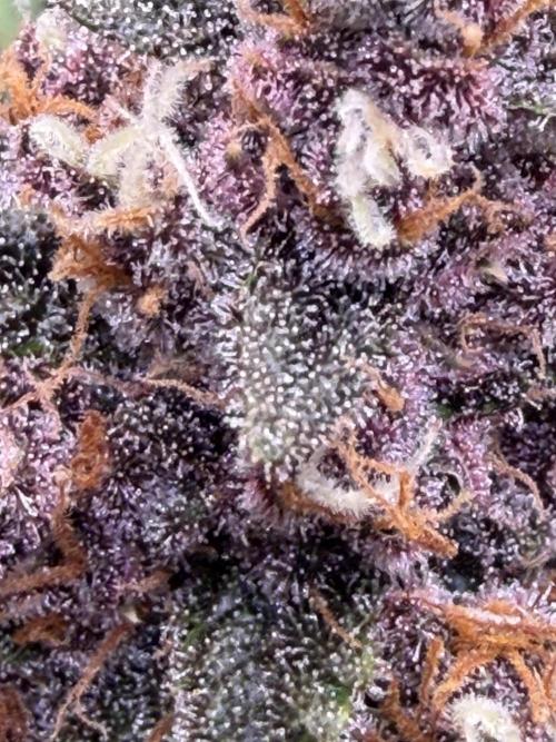 FB Purple Haze/Gorilla Skittlez Coco. Week 8