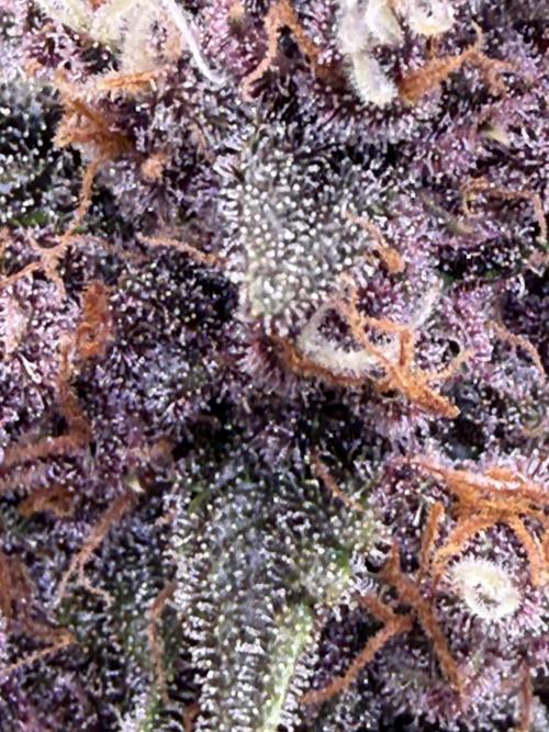 FB Purple Haze/Gorilla Skittlez Coco. Week 8