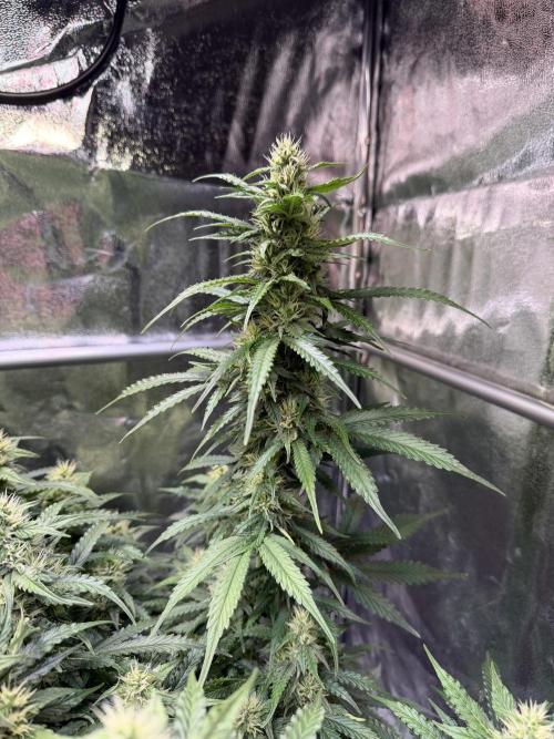 FB Purple Haze/Gorilla Skittlez Coco. Week 8
