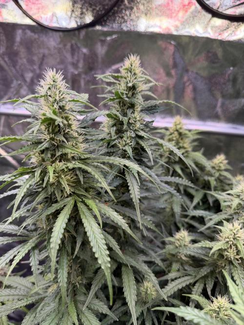 FB Purple Haze/Gorilla Skittlez Coco. Week 8