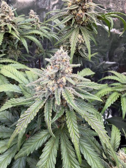 FB Purple Haze/Gorilla Skittlez Coco. Week 8