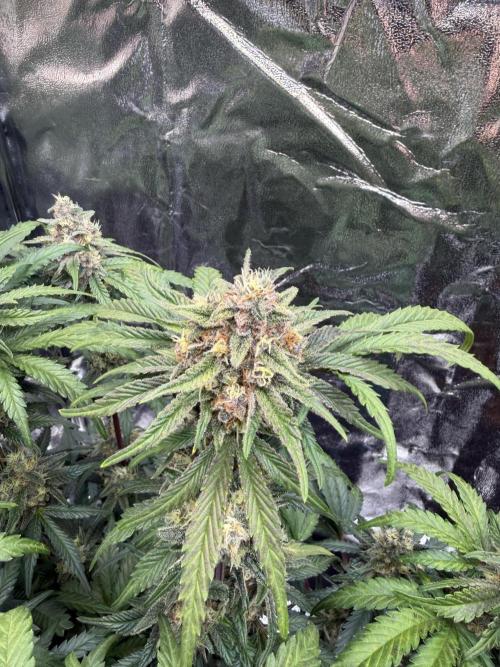 FB Purple Haze/Gorilla Skittlez Coco. Week 8